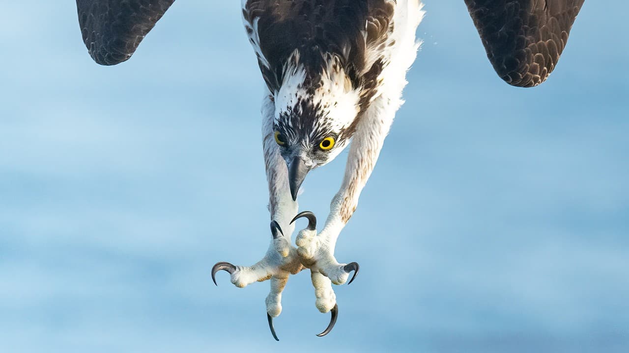 Slow Motion: Osprey Wins Battle Against Huge Fish