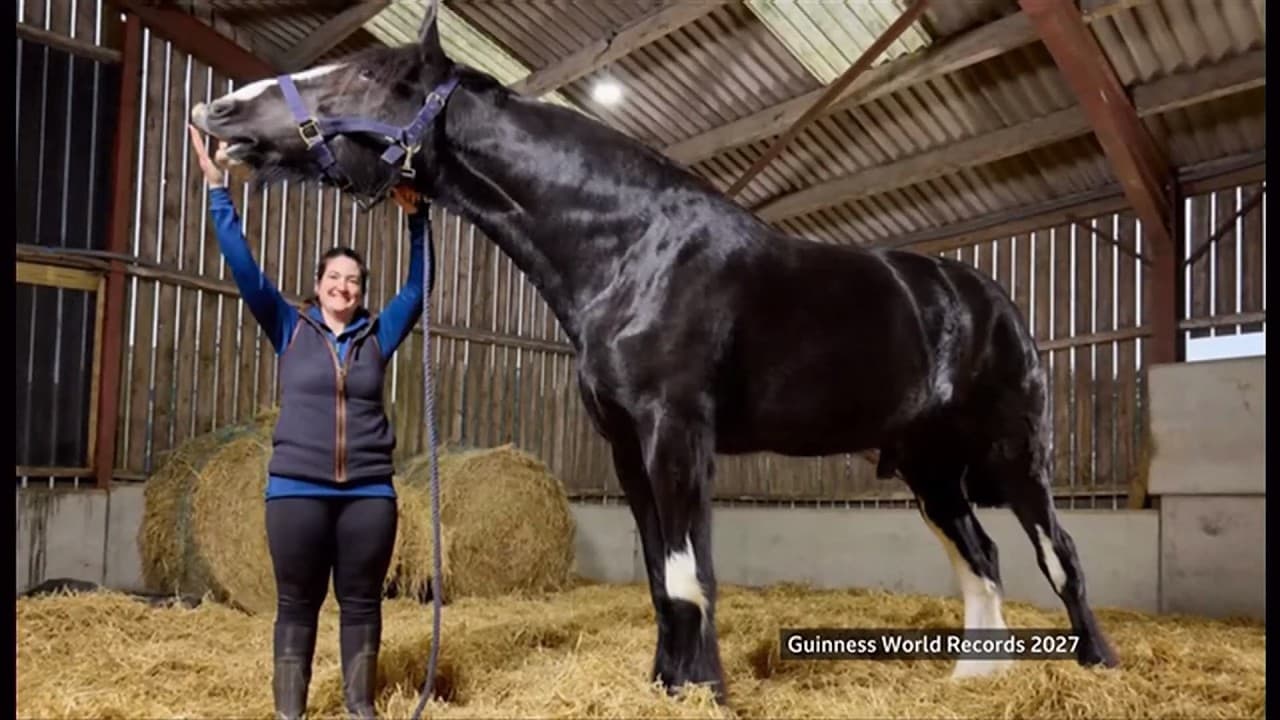 Meet Hugo: The World's Tallest Horse