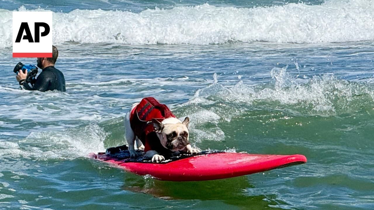 Only in California: World Dog Surfing Championship 2026