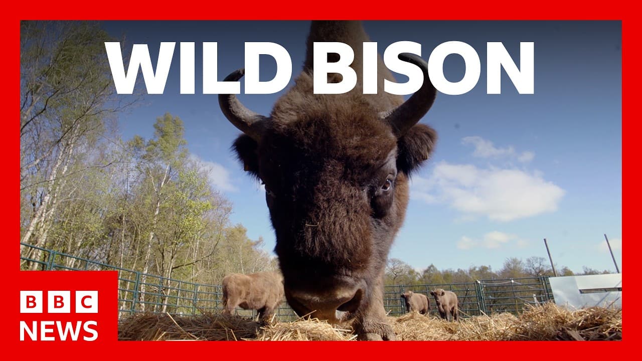 First Time in 6,000 Years: Bison Roam Wild in England's Lake District