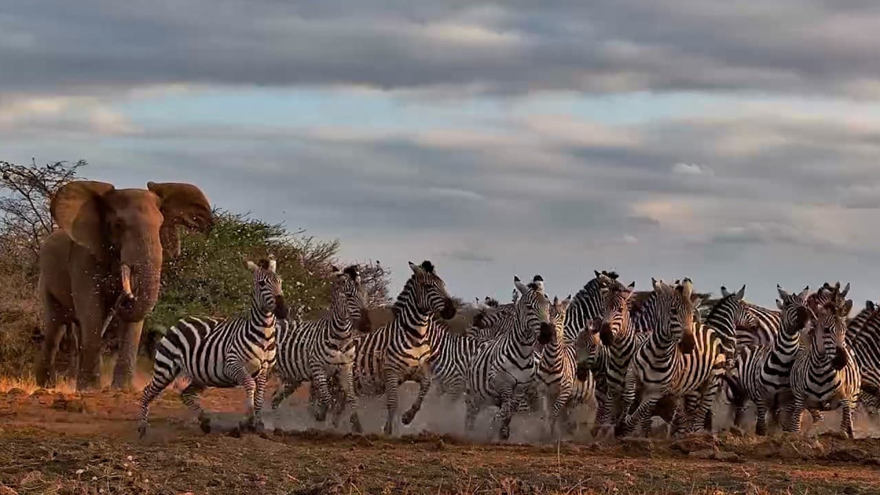 Elephant Prefers to Have The Watering Hole to Himself