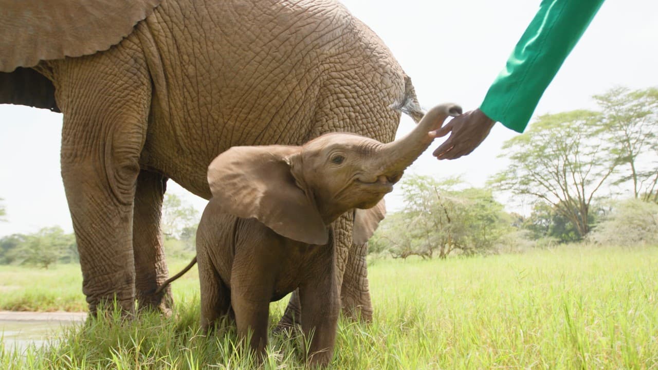 Rescued Baby Elephant Cared For Until Ready to be Wild Again