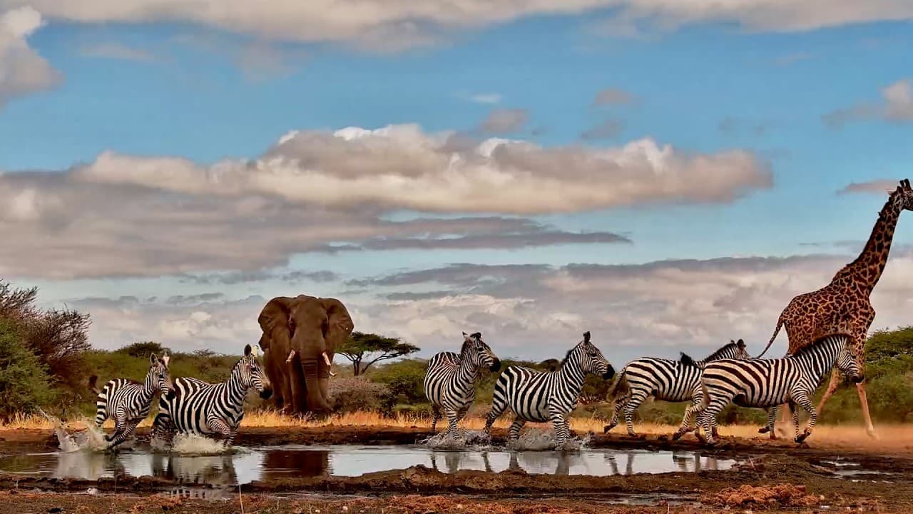 Natural Hierarchy: And Then The Elephants Arrived