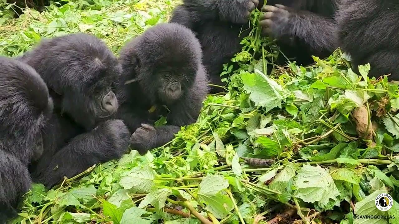Close Look: Juvenile Gorillas Intently Watch a Chameleon