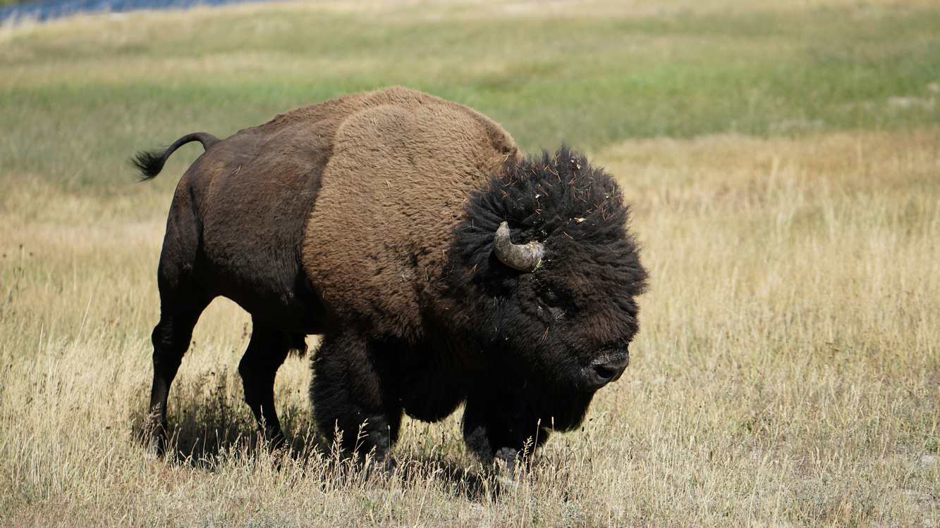 Mexico Reintroduced Bison into Precious Desert Ecosystem After Century-Long Absence