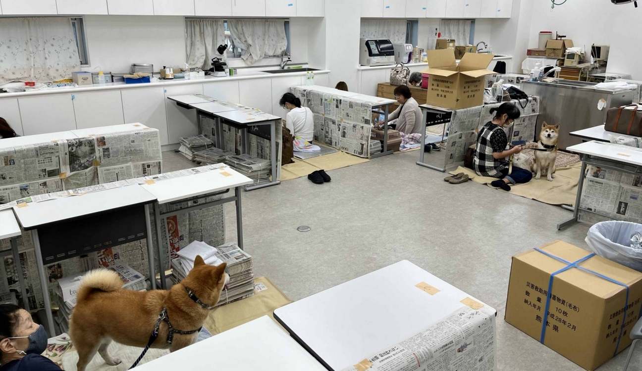 Organizations Rally to Reunite Lost Pets with Their Owners Following Earthquake in Japan