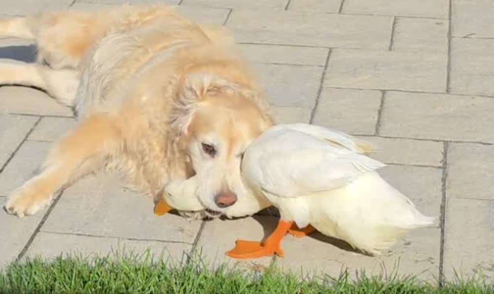 Duck Becomes Emotional Support Animal That Unexpectedly Heals a Golden Retriever (WATCH)