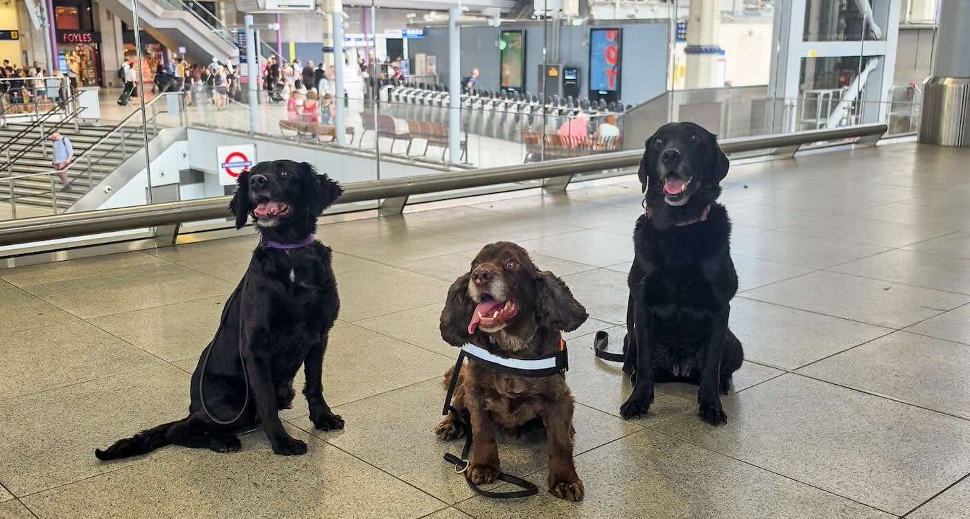 Dogs Provide Security and Comfort at Busy Train Station in ‘British First’