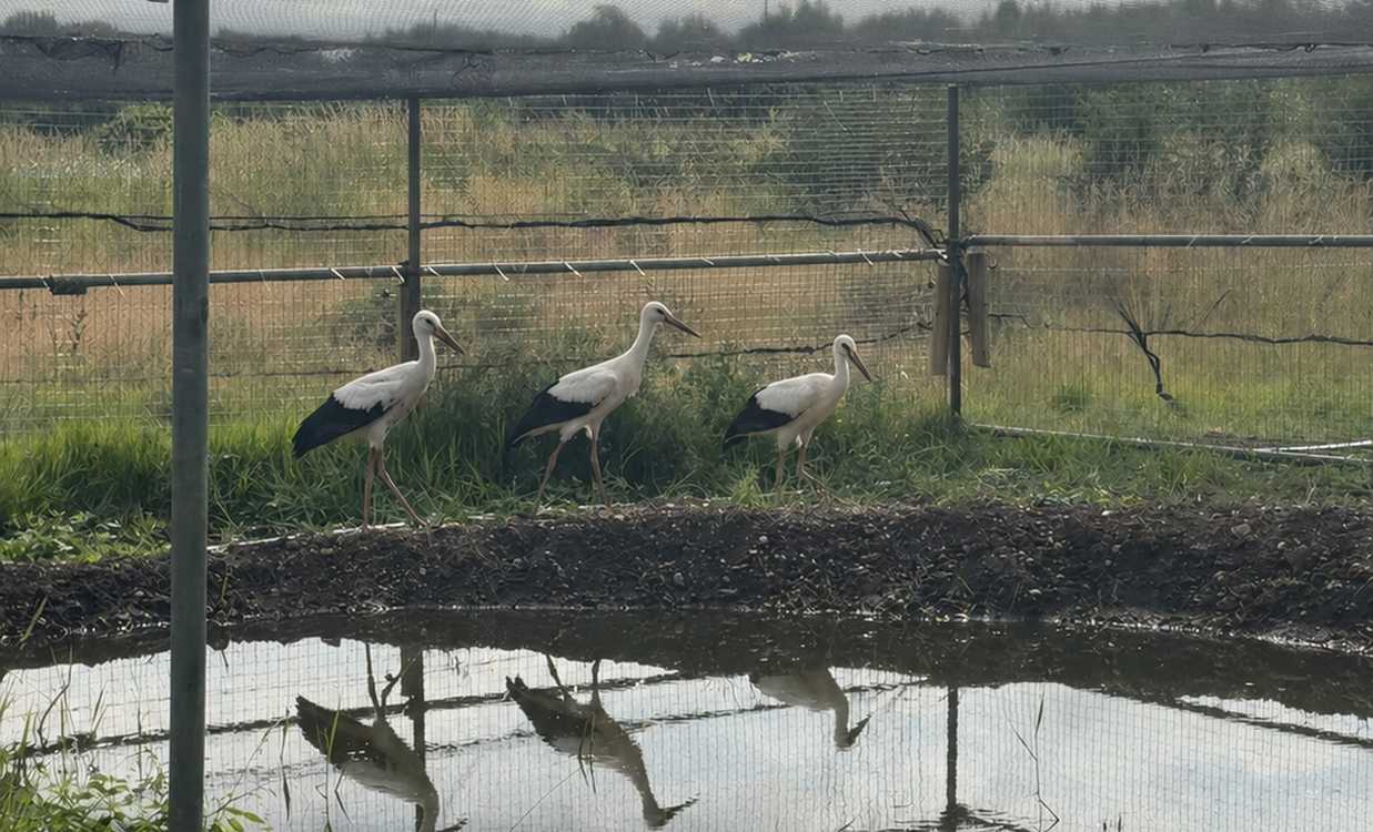 White Storks Make Historic Return to the English Midlands After 600-year Absence