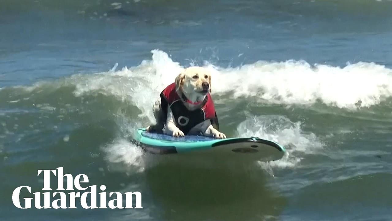 Surf’s Up for Pups at World Dog Surfing Championship Where Rosie Leads the Pack (Video)