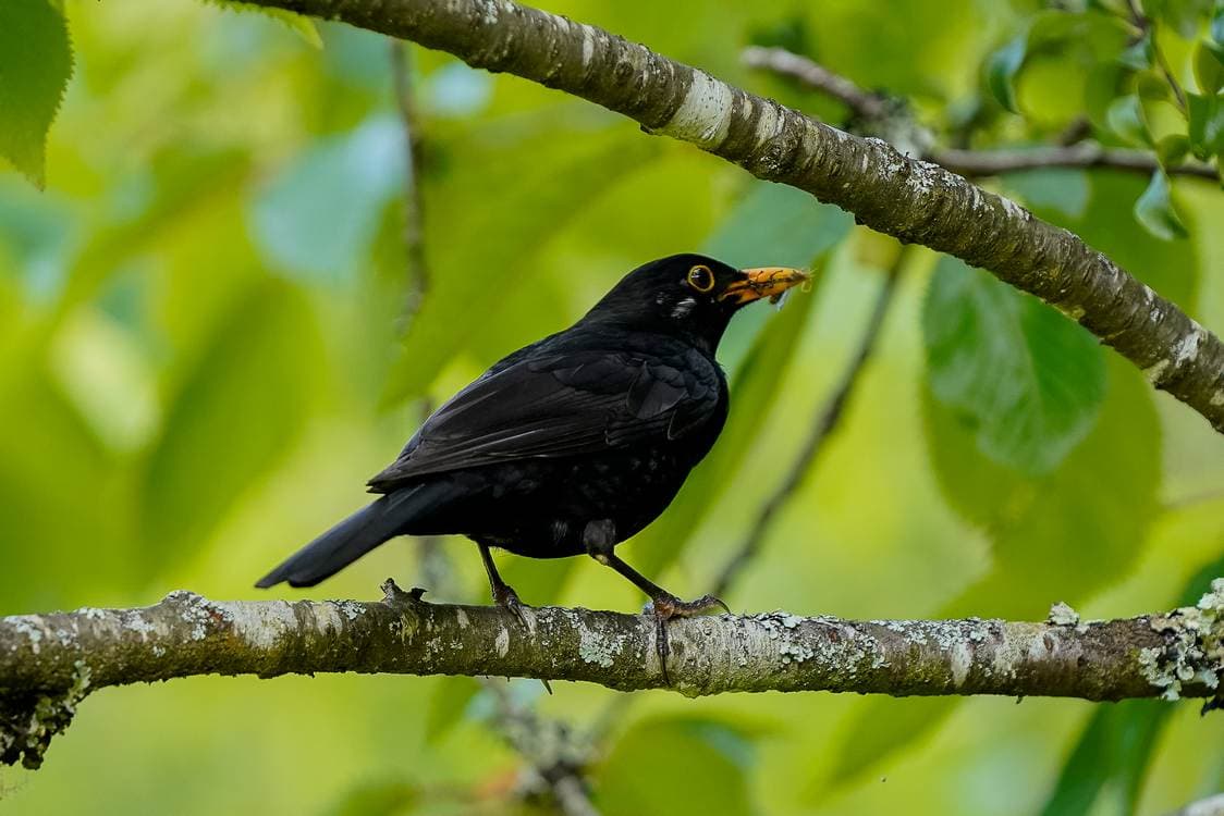 Survey Finds Blackbirds to Have the Most Beautiful Songs in the Avian World–Science Explains Why