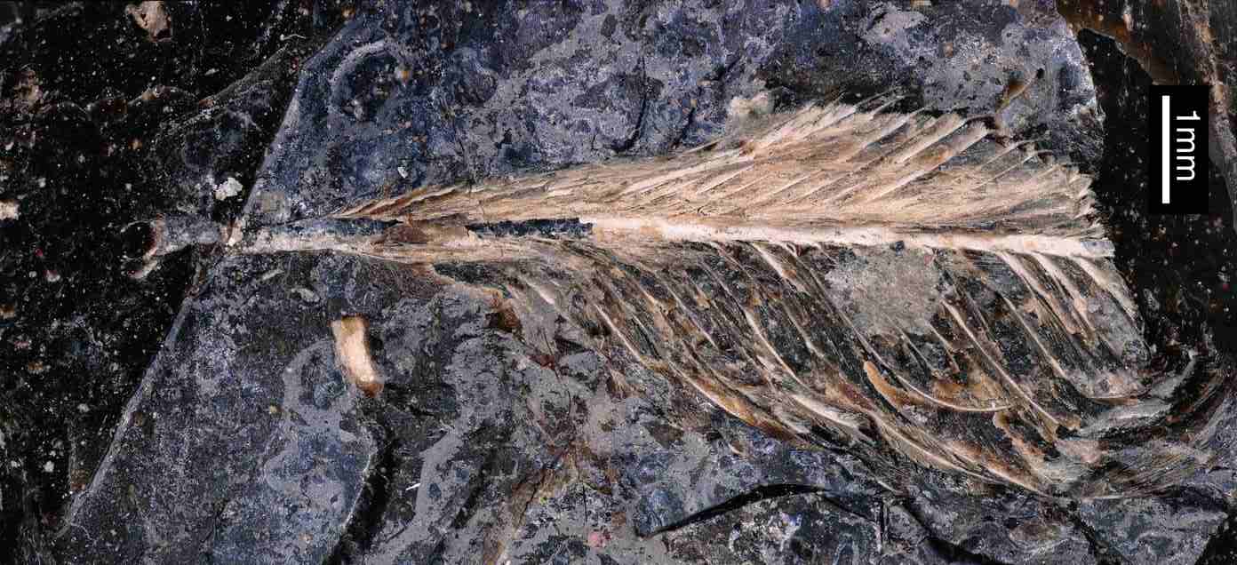 Feather Preserved in Dinosaur Dung Could Explain Why Birds Survived Mass Extinction