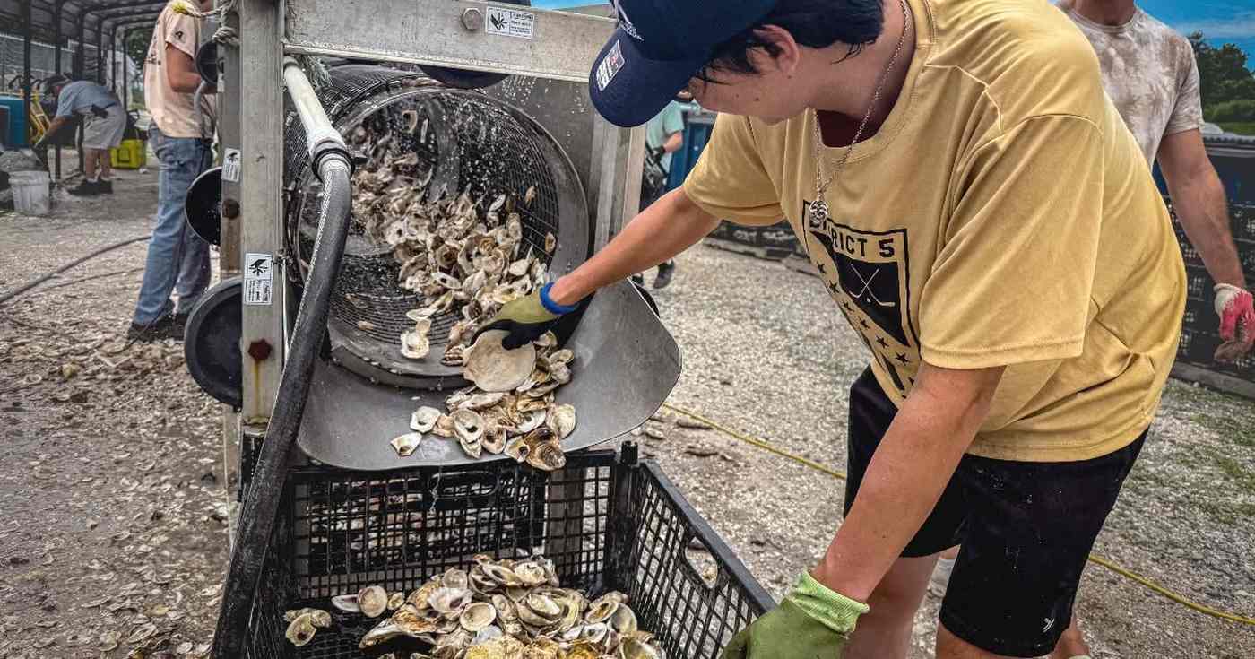 3 Million Oysters Eaten by New Yorkers Are Rebuilding the City’s Reefs