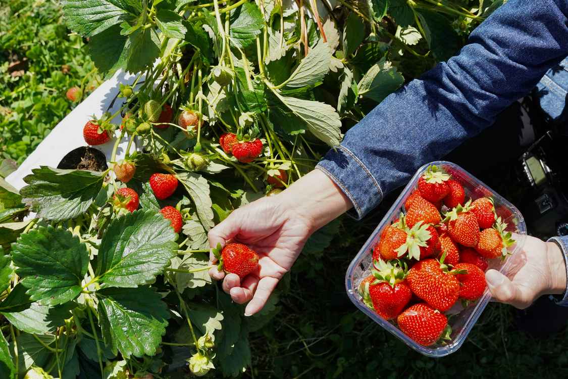 Simple ‘Soil Steaming’ Found as Effective Replacement for Chemicals in Organic Strawberry Farming
