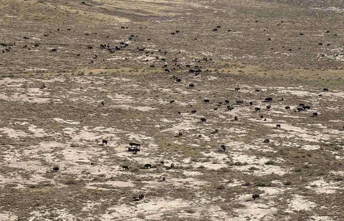 Largest Private Conservation Project in the US Hits Major Milestone as Free-Roaming Bison Pass 1,000