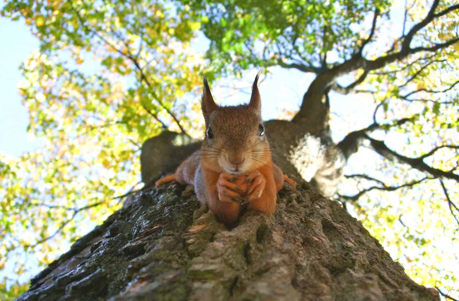 How rewilding could help stop the spread of Britain’s wildfires