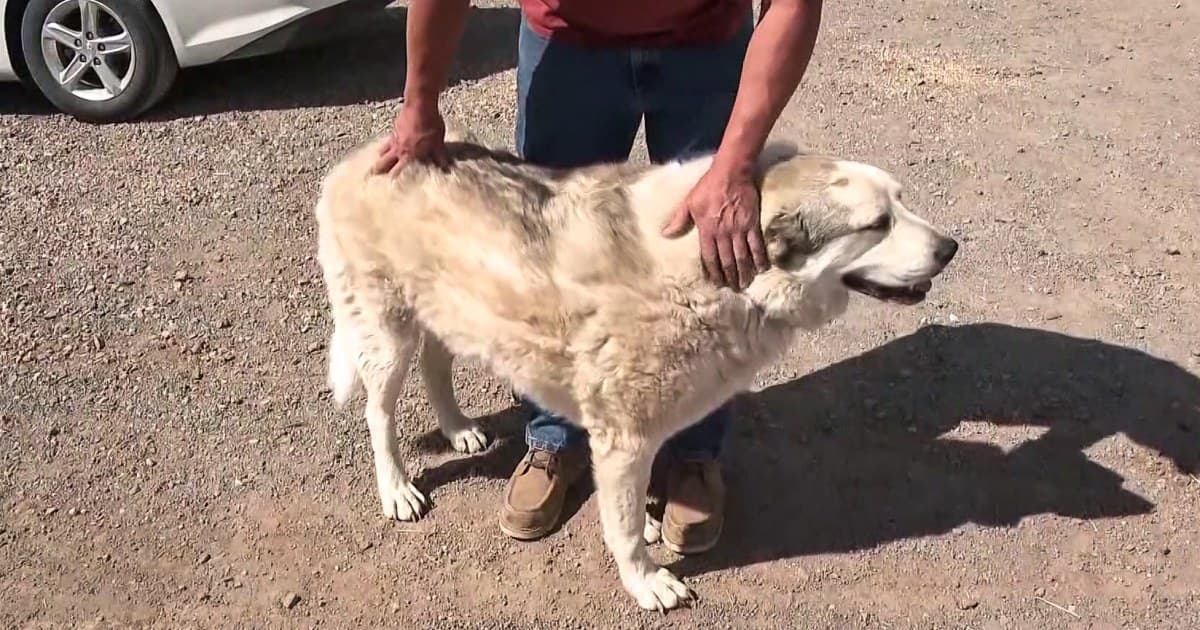 Buford, dog who rescued 2-year-old boy lost in Arizona wilderness, is showered with gifts