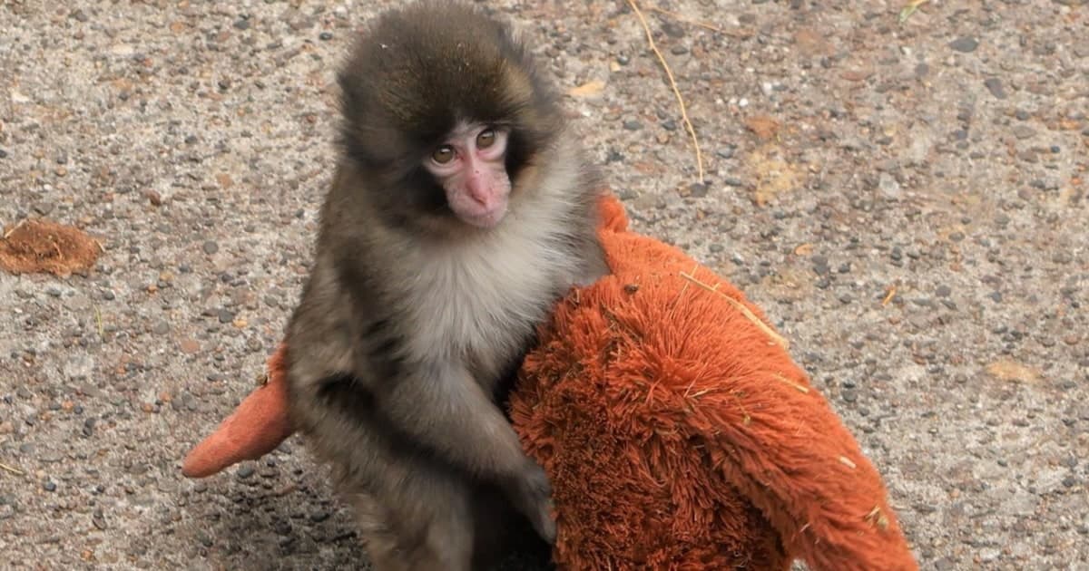 Punch the Monkey Has Captured Hearts Around the World. Here’s Why