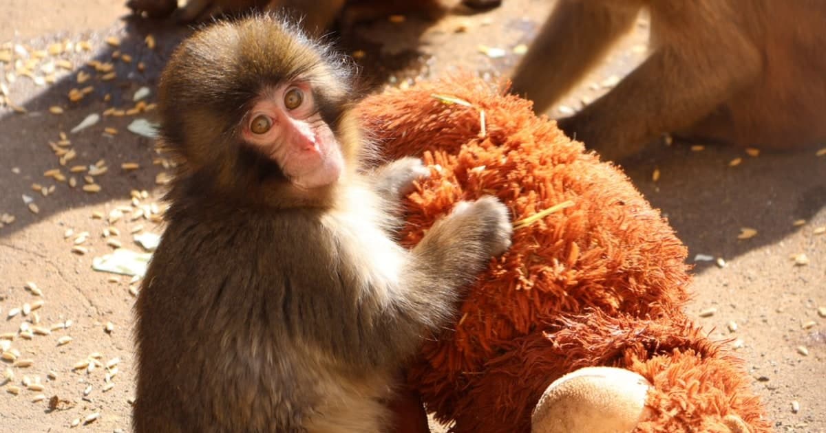 Was Punch the Baby Monkey Attacked? His Zoo Explains What's Really Going On in Viral Video