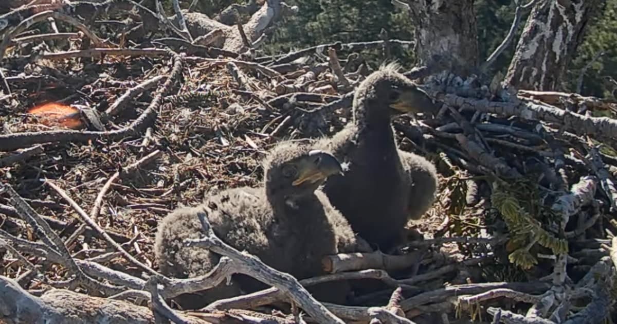 Big Bear Eaglets Have Been Named and 1 Is a Tribute to Late Wildlife Activist