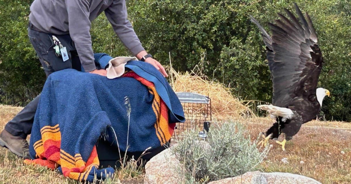 Watch The Incredible Moment A Bald Eagle That Was Electrocuted Takes Flight After 6 Months Of Care