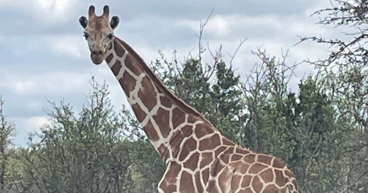 Gracie The Giraffe Is Found In ‘Fat And Happy’ Condition After 2 Weeks Missing