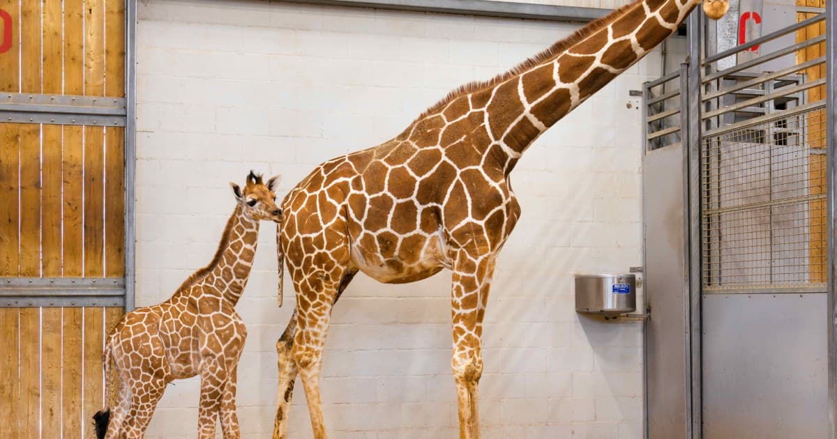 EXCLUSIVE: TODAY Reveals Name Of Baby Girl Giraffe Born At Fort Worth Zoo After Viewer Votes