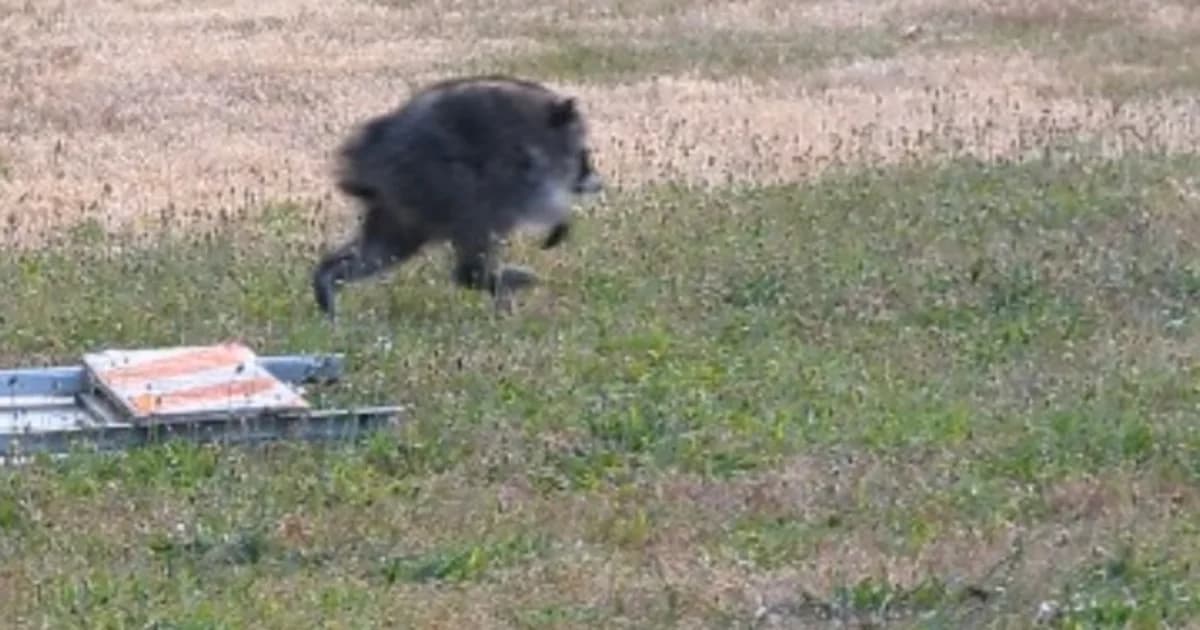 Jimothy The Raccoon Receives Honor From Washington Governor