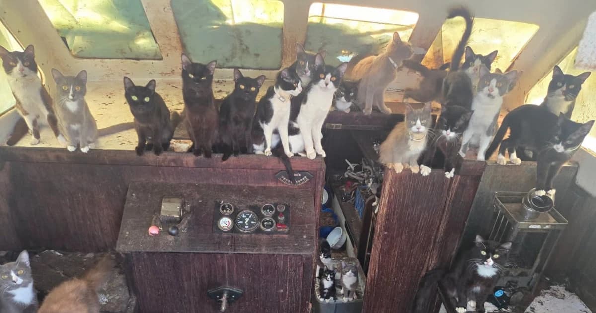 Police Rescue Dozens of Cats Found Roaming Around Abandoned Boat in Washington