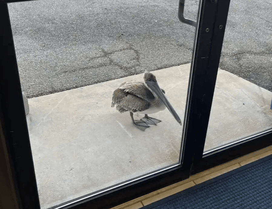 Clever Pelican Knocks on NOAA Door to Ask For Help With Injury