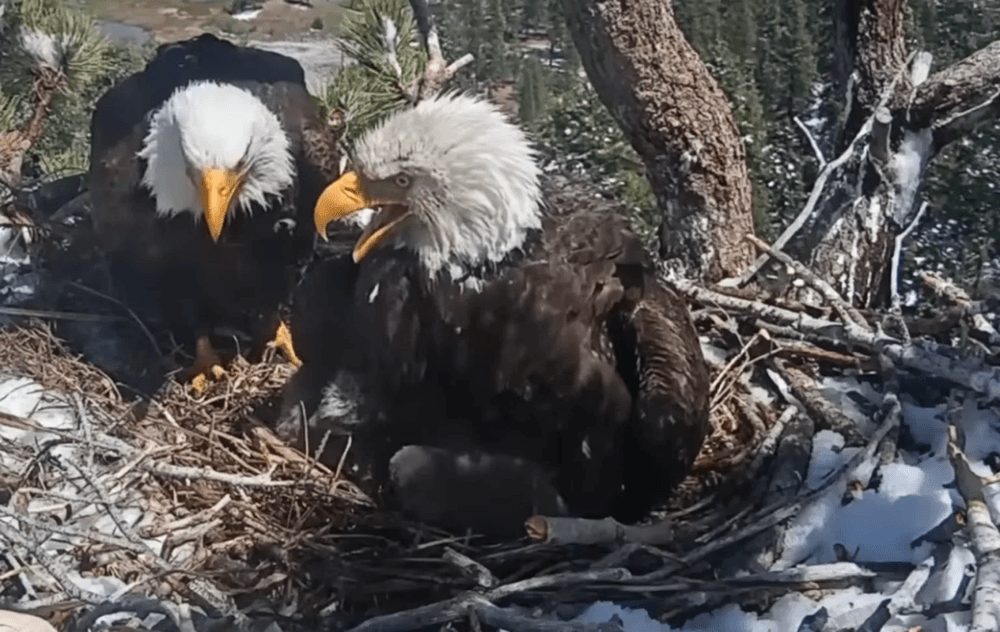 Jackie And Shadow Raise $10 Million to Save Habitat