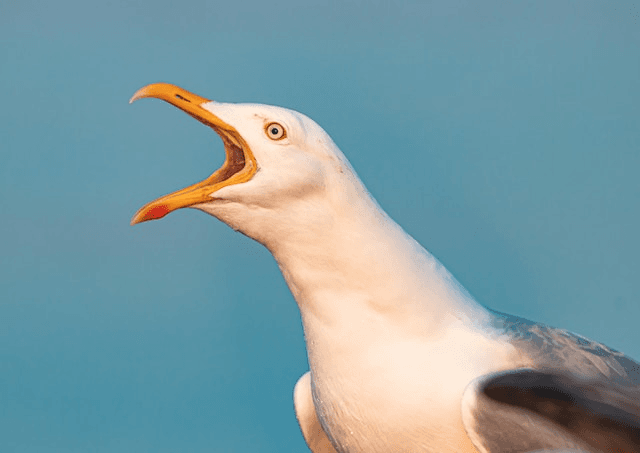 Seagull Cutting Back On Snacks Ahead Of August
