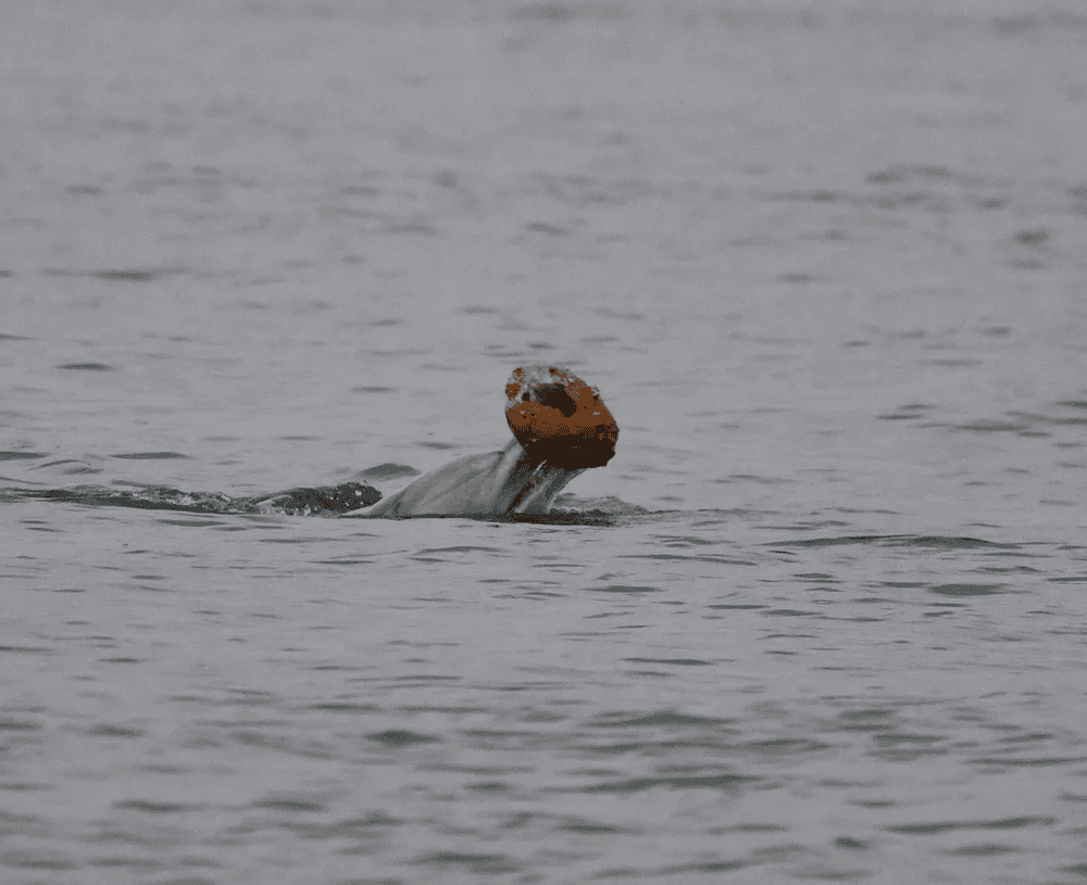 Dolphins Filmed Catching Fish With Seashells For First Time Ever