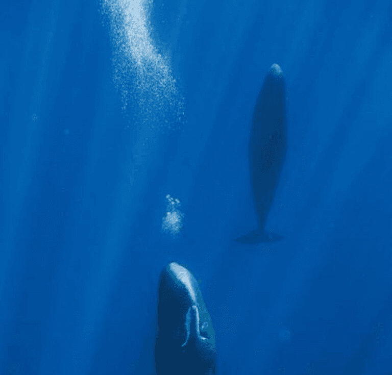 The Only Whale Species That Rests in The Vertical Position