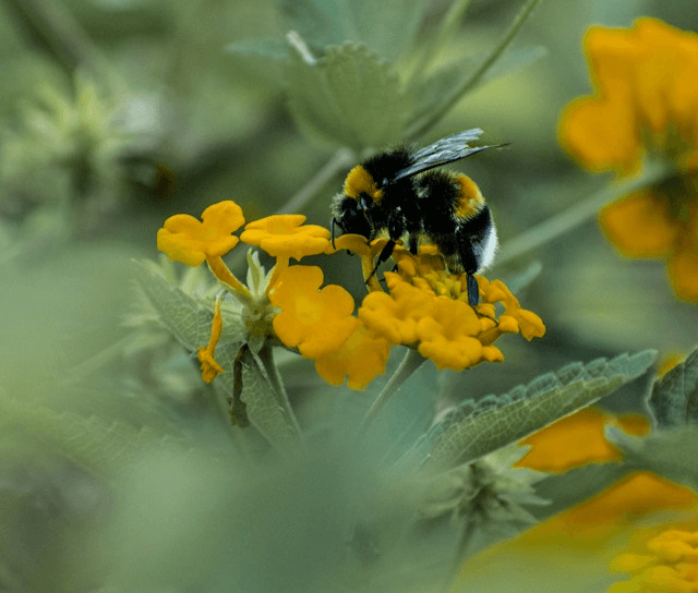 UK Banknotes Are Getting a Nature Makeover
