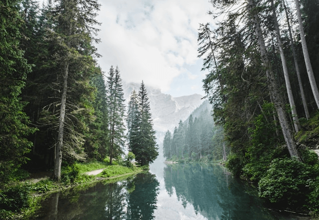 How Many Trees Are There on Earth?