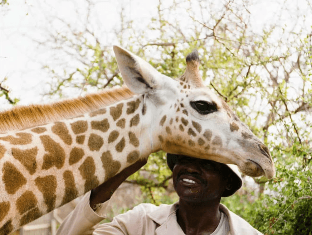 After Being Released Back Into The Wild, Giraffe Visits Rangers Who Saved Her as a Baby
