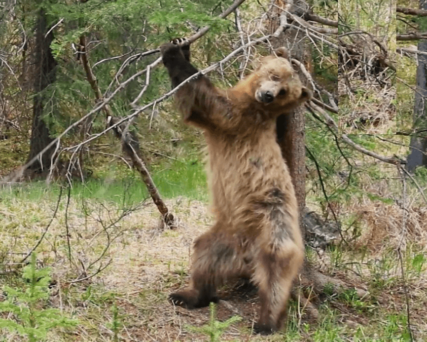 Grizzly Bears Enjoy A Back Scratch!