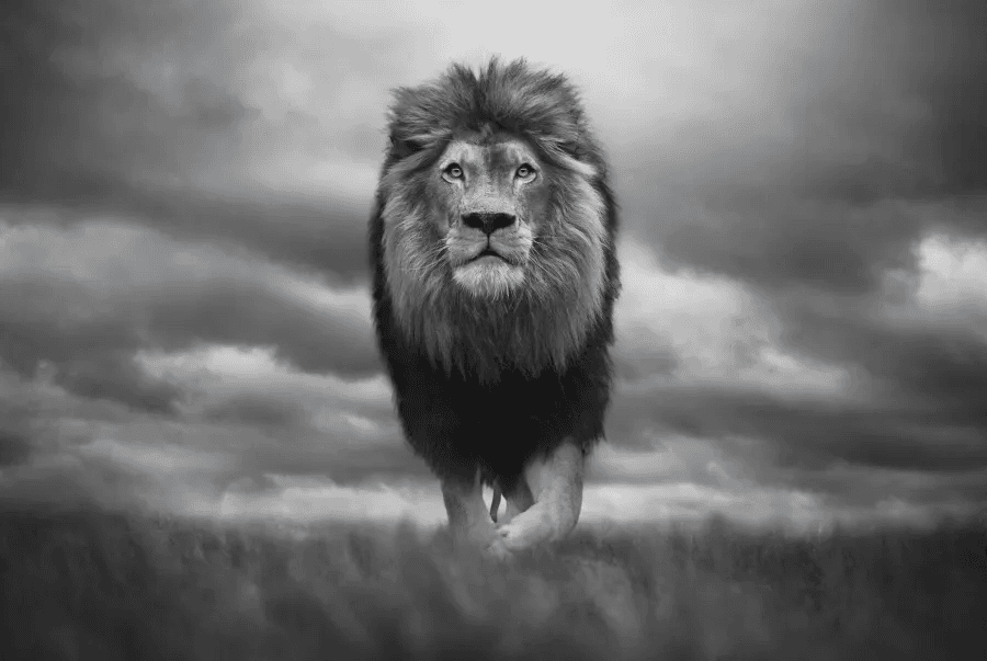Photographer's Striking Wildlife Images Raise Huge Sum For Conservation