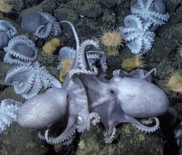 World’s Largest Underwater Octopus Garden Discovered