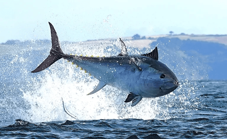 Atlantic Bluefin Tuna Return to Britain's Waters