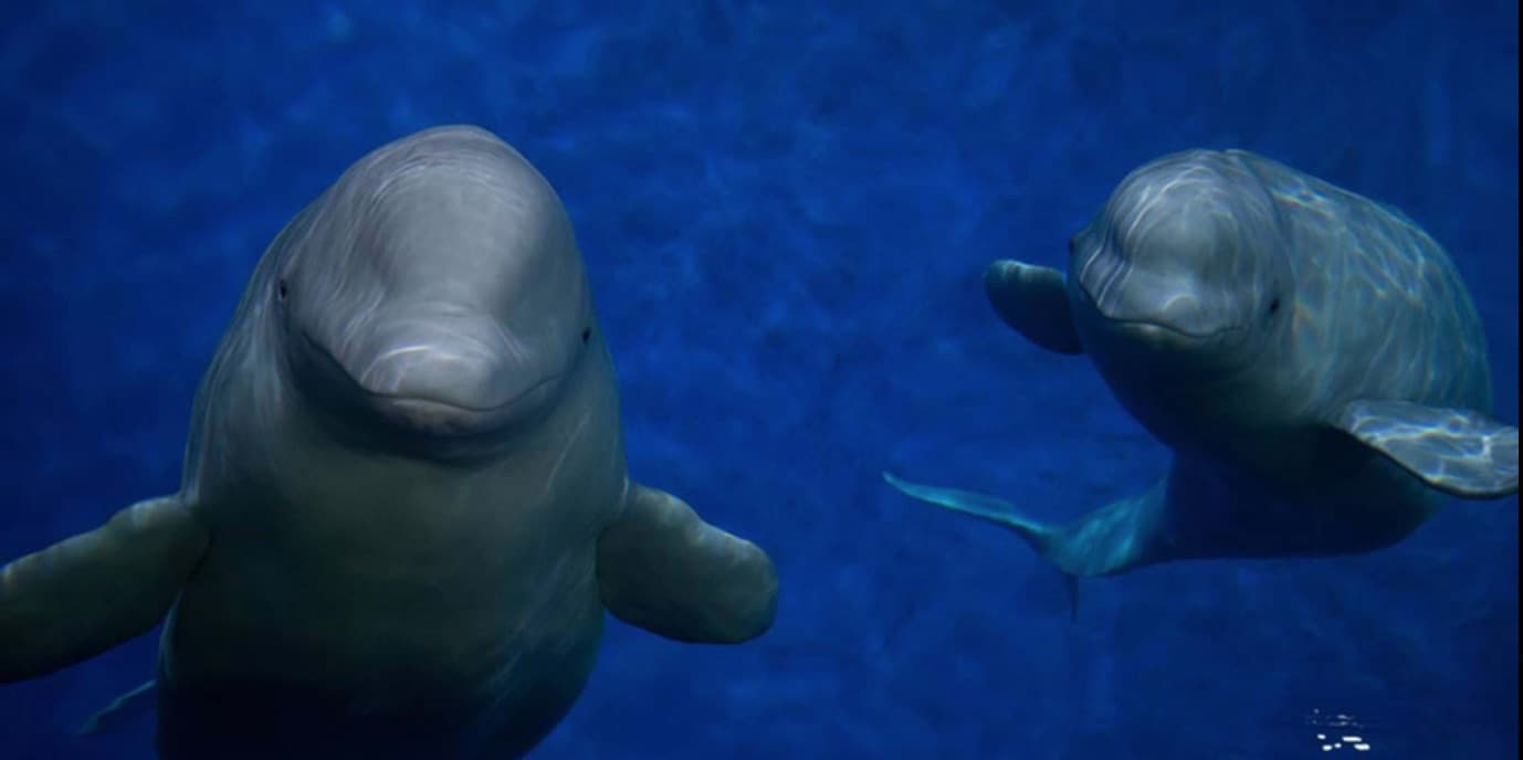 30 Beluga Whales are Finally Being Rescued After 2 Years Waiting in Shuttered Theme Park
