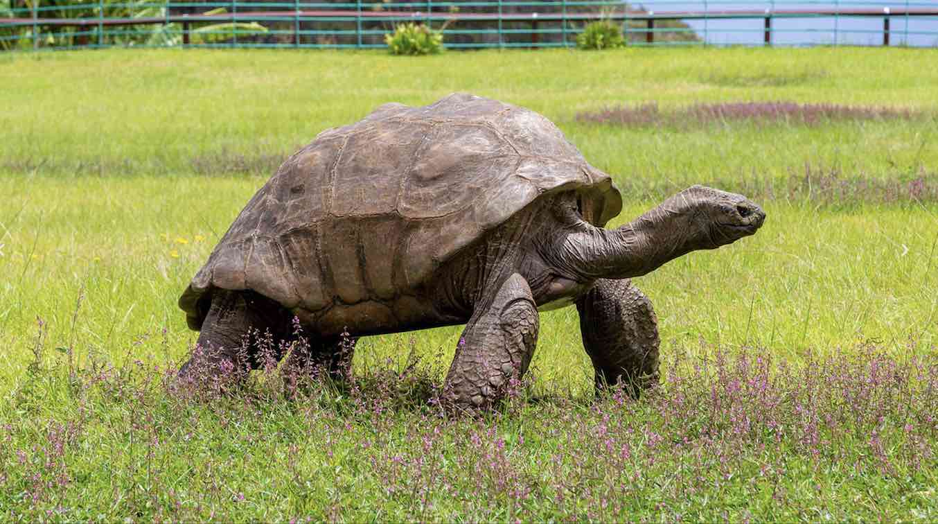 Nearly 200-year-old Tortoise Becomes First to Contribute Extraordinary Epigenome to Aging Research