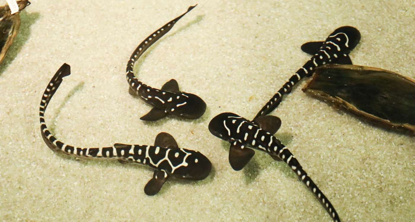 Zebra Sharks the First Ever to Be Rewilded After 82 Pups Released by Dedicated ‘Shark Nannies’