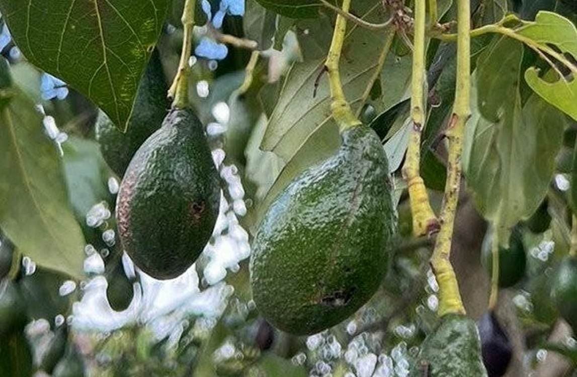Discovery of New Avocado Types Could Lead to More Superfood Choices and Resilience