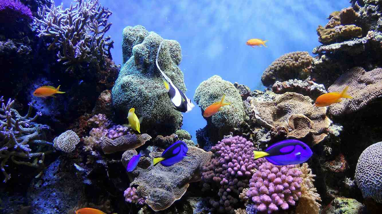 Bloomberg Donates $260 Million to Ensure New High Seas Treaty Translates to Lasting Ocean Protections