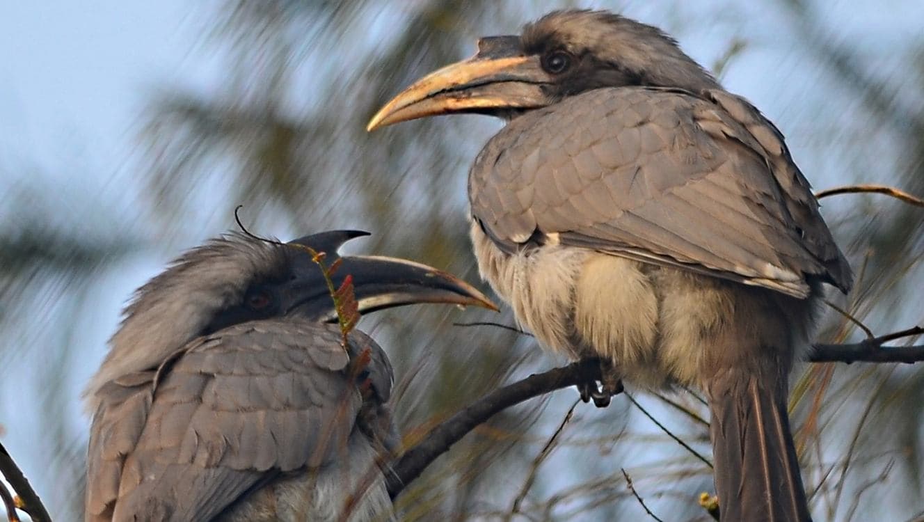 Vanished Hornbill Species Breeding Again After 60 Years Among Old Trees