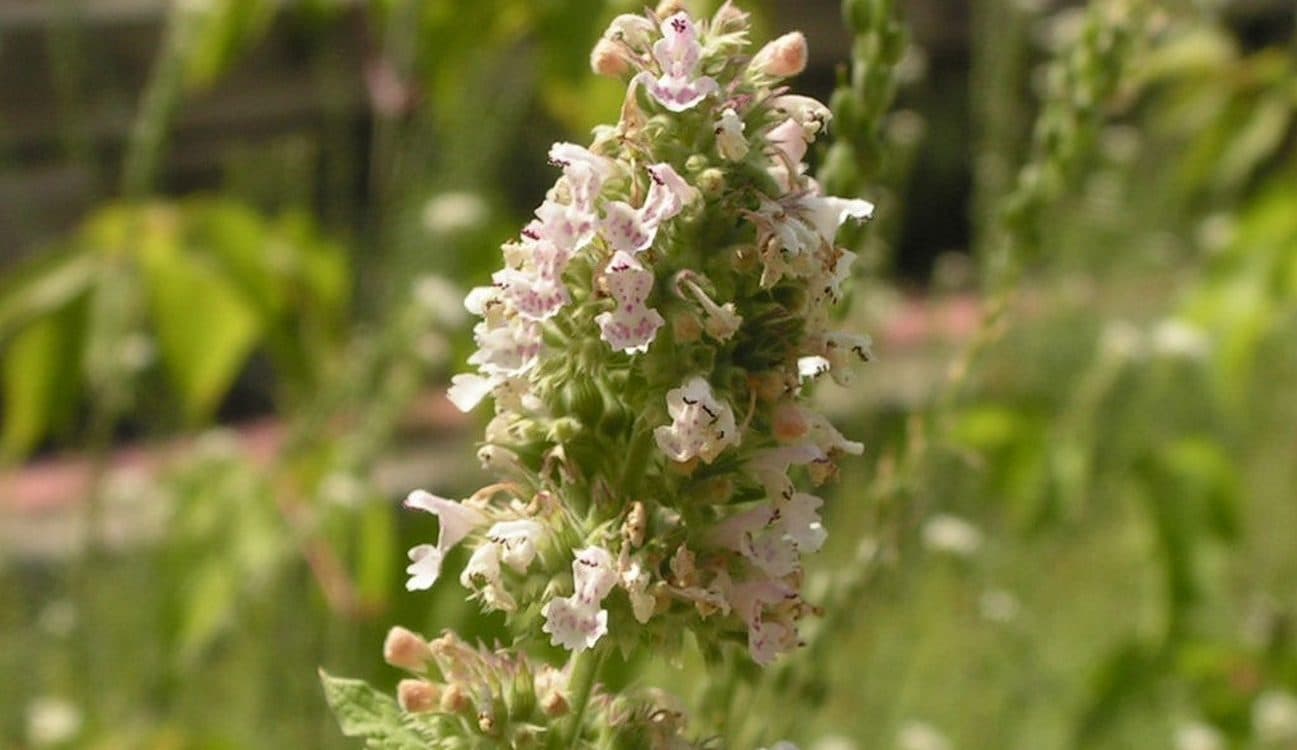 Homegrown Catnip Lotion Proves to Be An Effective Mosquito Repellent in Rural Uganda