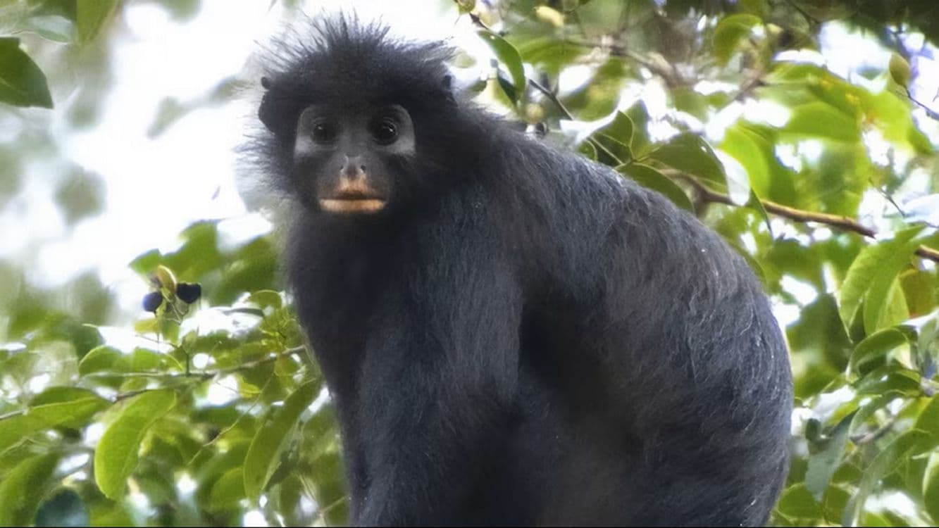 New Species of Monkey Found in DR Congo Shows How Much There’s Left to Discover
