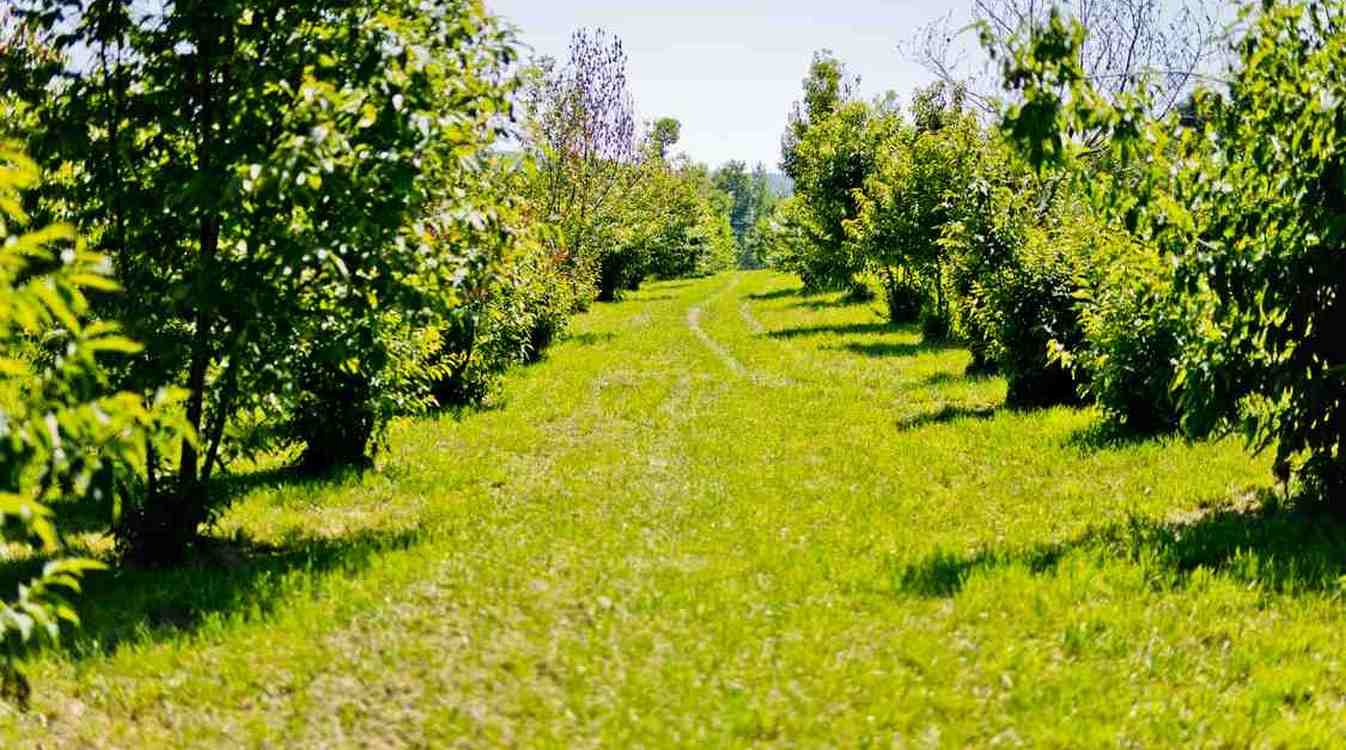 Biotech Startup Breeds Blight Tolerant American Chestnut Without Any Genetic Defects